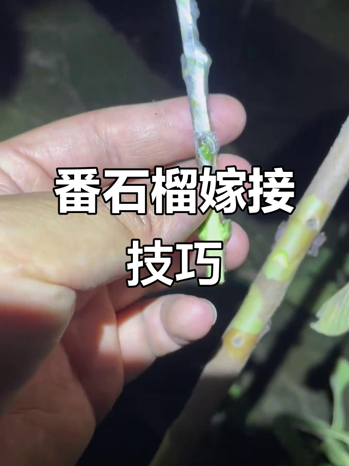番石榴嫁接技术,信心满满的手工操作