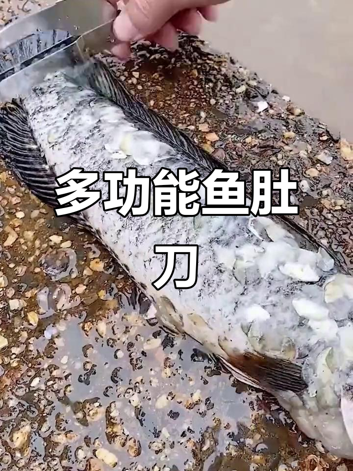 多功能鱼肚刀,轻松去鳞、开膛,做鱼更简单