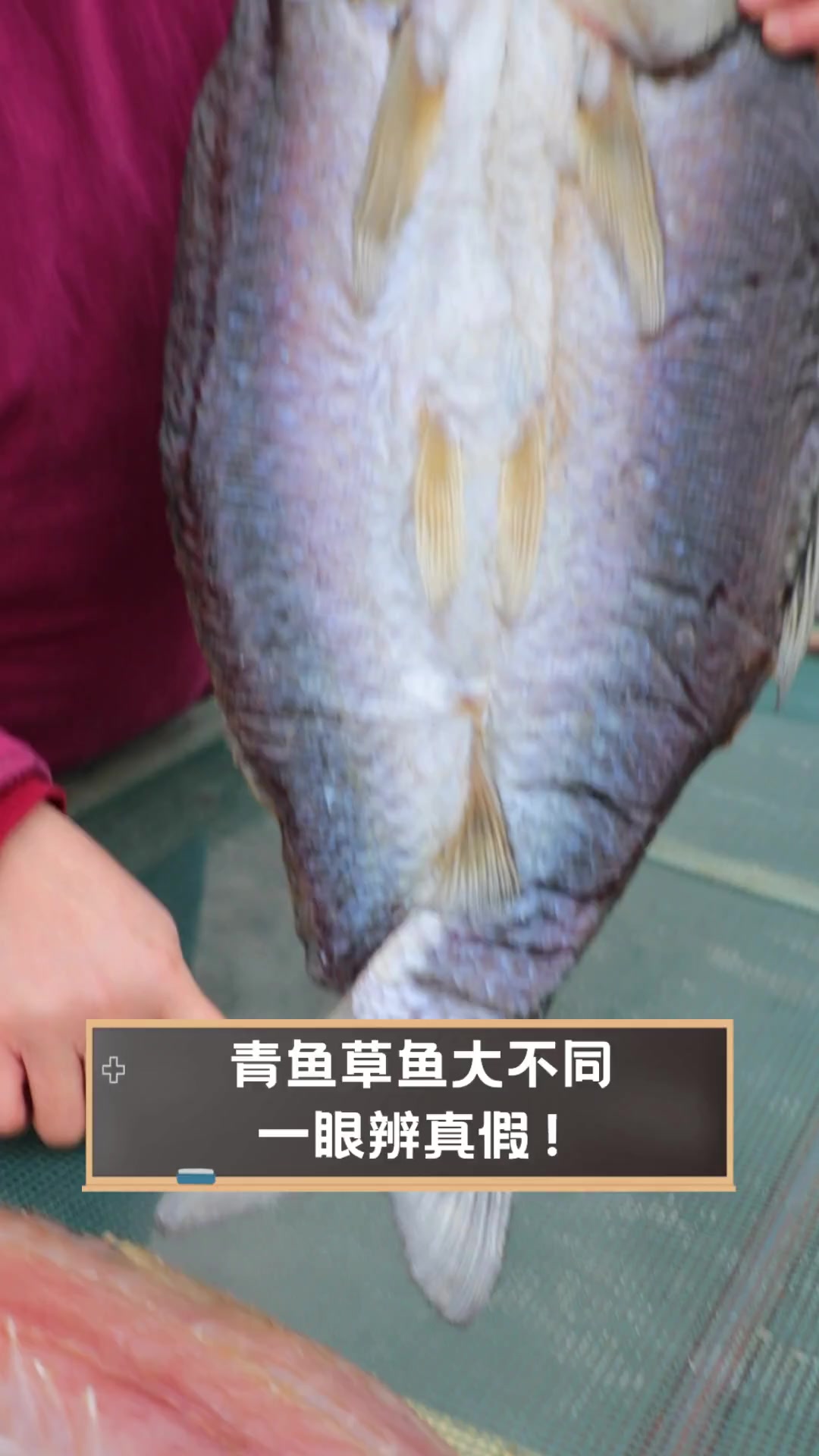 青鱼草鱼大不同,一眼辨真假!