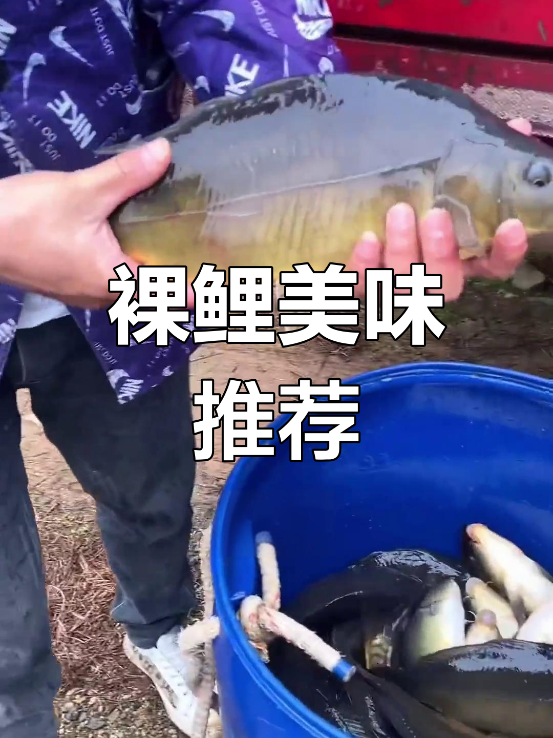 裸鲤肉质鲜嫩,适合各年龄段食用,烹饪方式多样易养