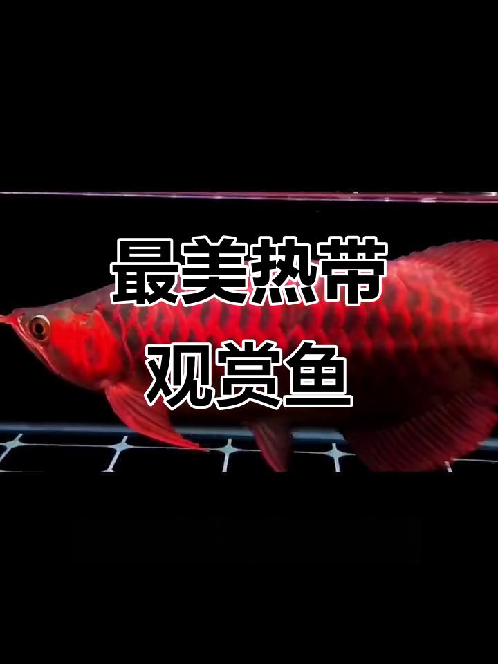 热带观赏鱼中的“最美”品种,迷倒众生!