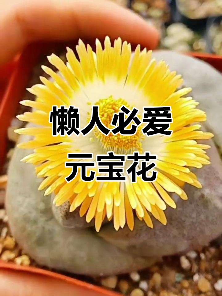 元宝多肉开花勤快,超耐养!