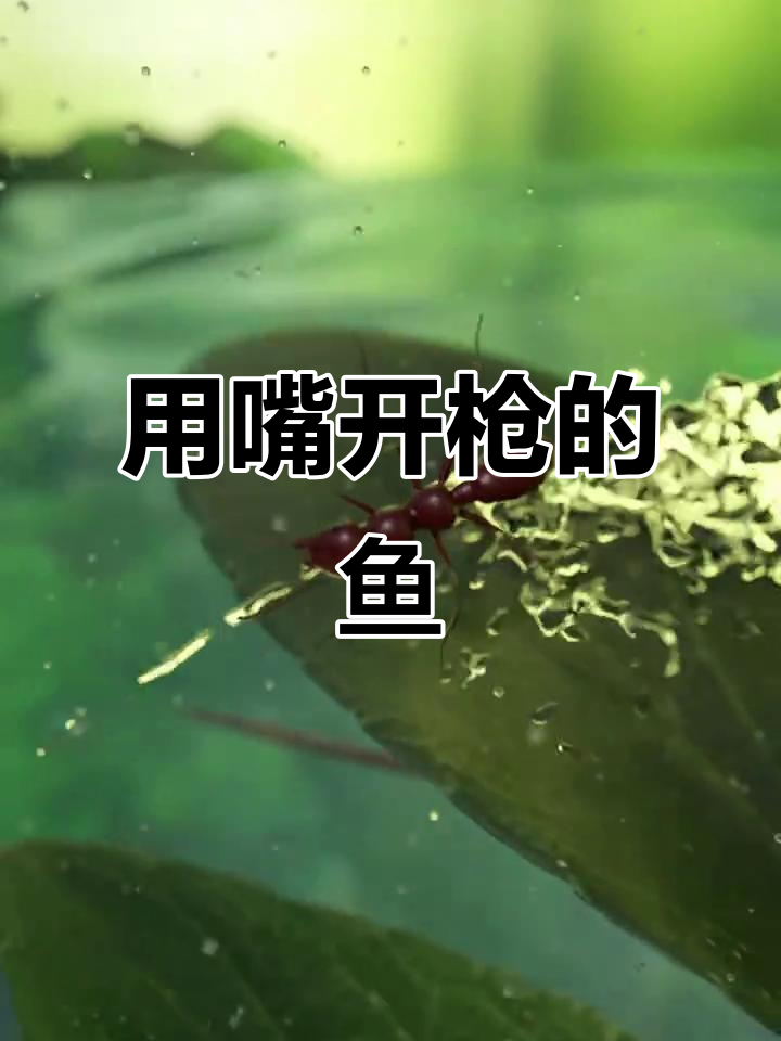 射水鱼精准猎食,蜘蛛变机械手惊呆世界