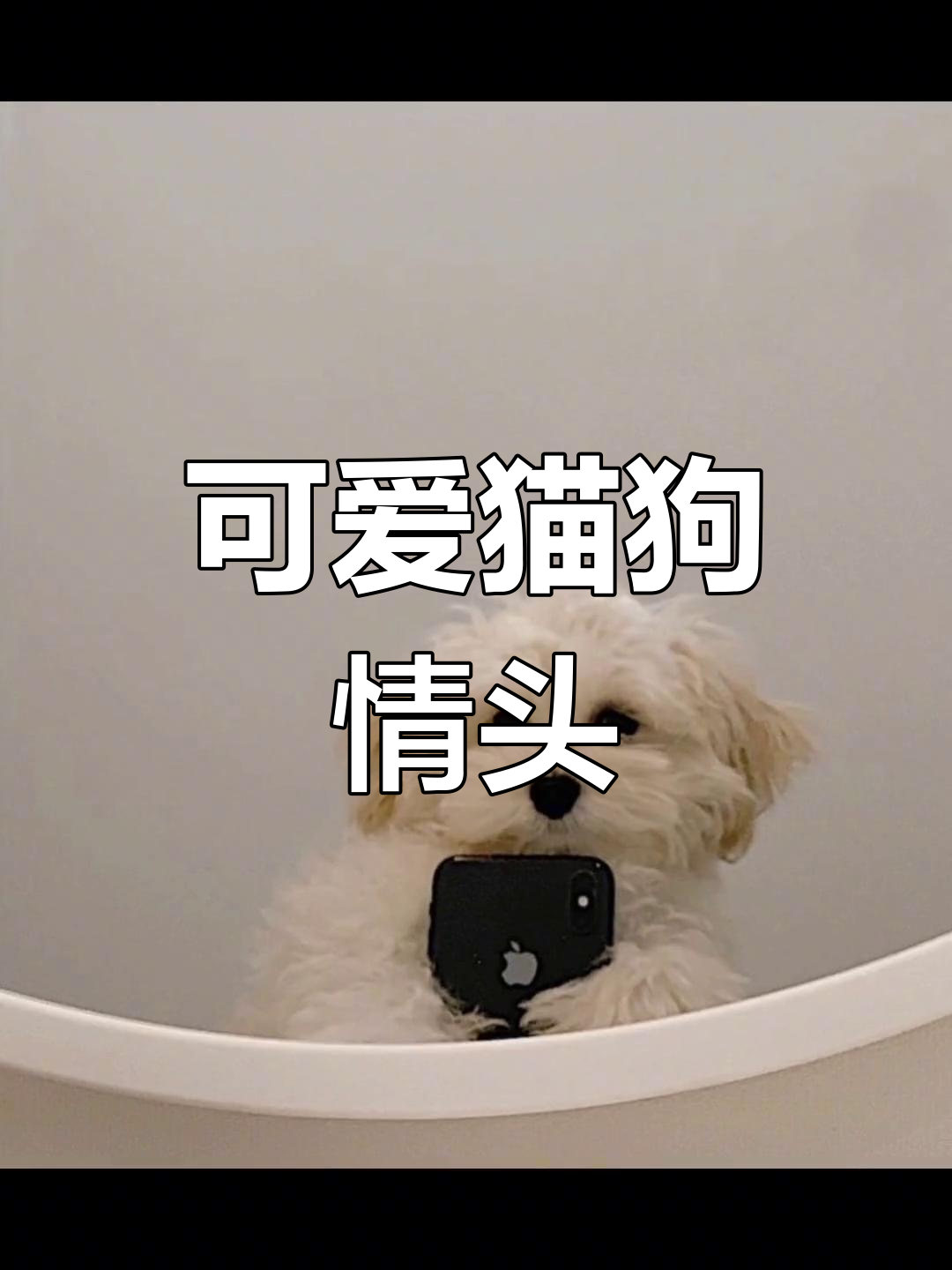 猫狗情侣头像,萌化你的心