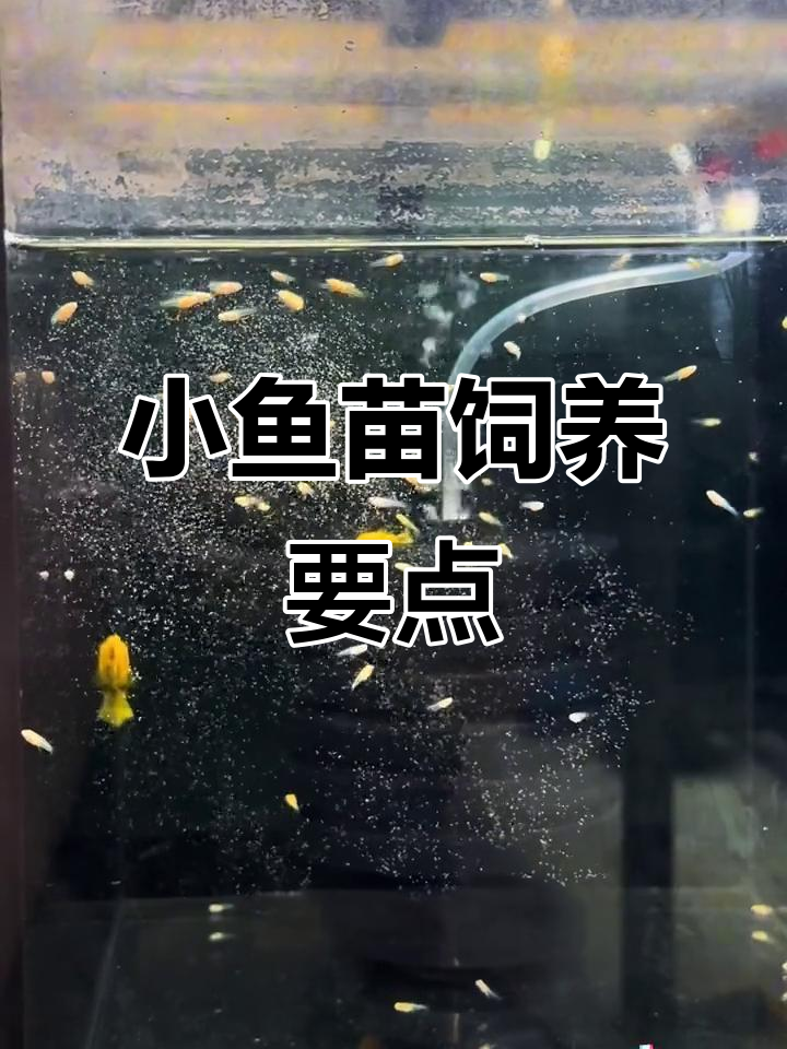 孔雀鱼苗养殖技巧:控制好温度和水质,轻松养活小鱼