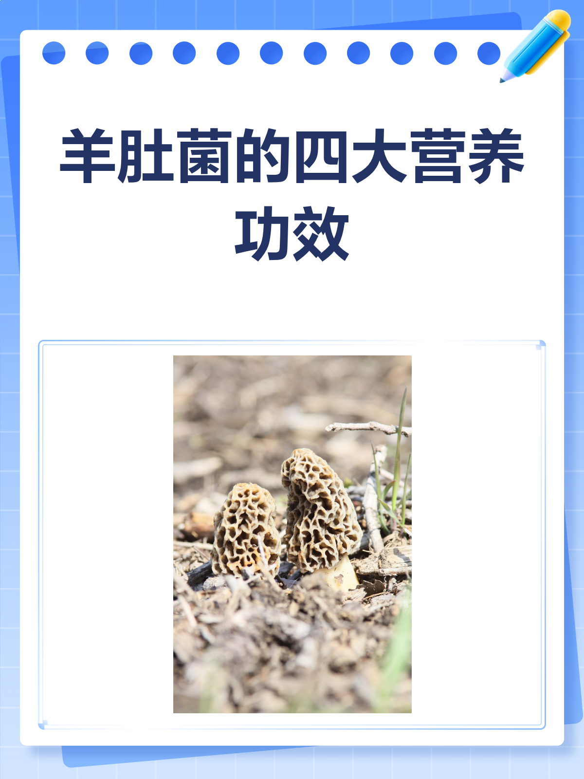 羊肚菌的营养功效大揭秘!