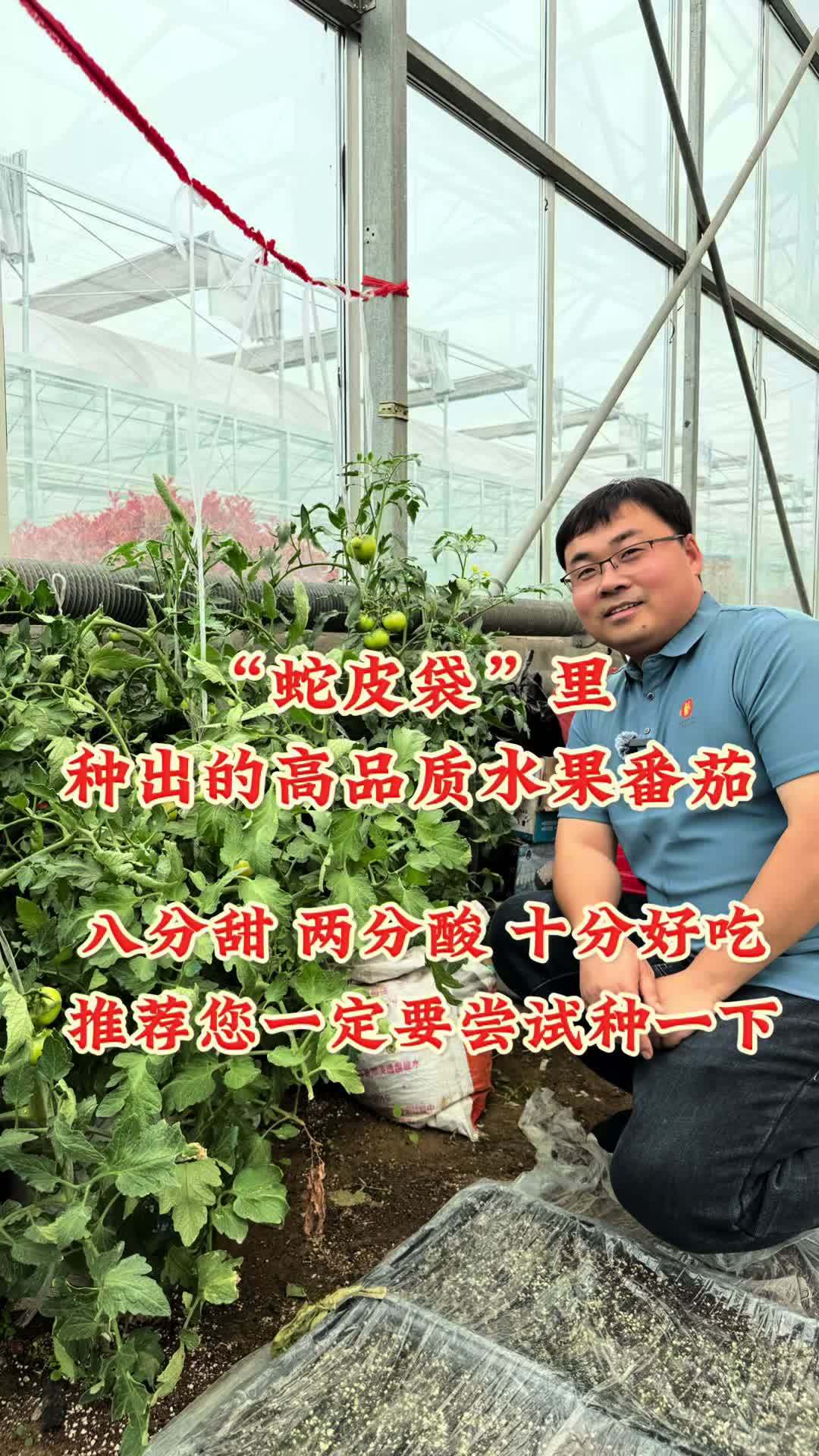 简单的种植环境,就可以种口感番茄。酸甜果番茄:八分甜 两分酸 三农 盆栽蔬菜 酸甜果 水果
