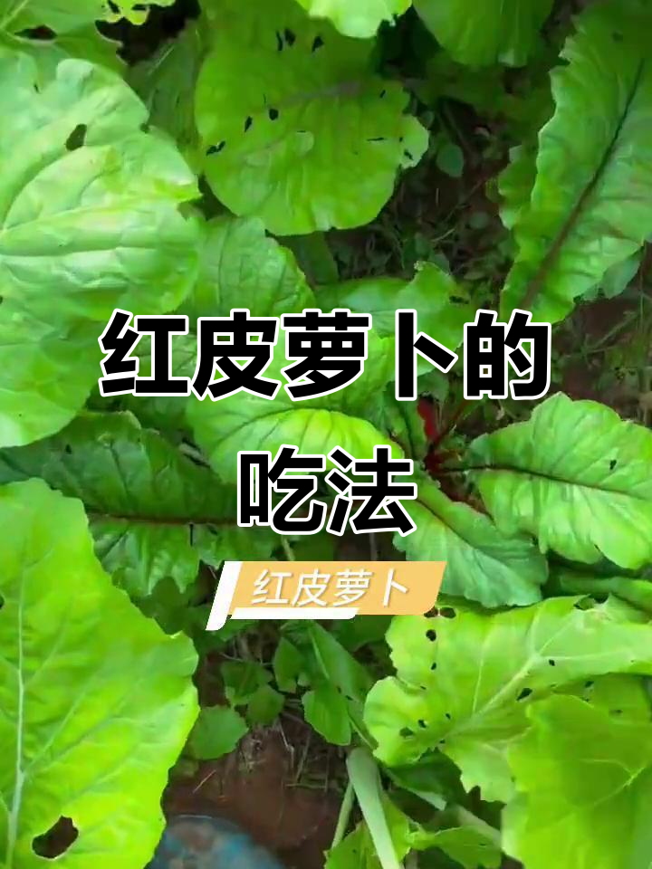 红皮萝卜炖汤或泡菜,口感鲜美,四川人最爱!