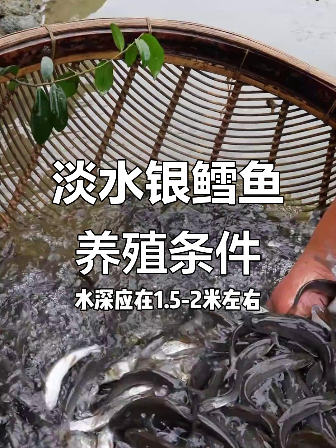 淡水银鳕鱼养殖技巧：水质、水温全解析