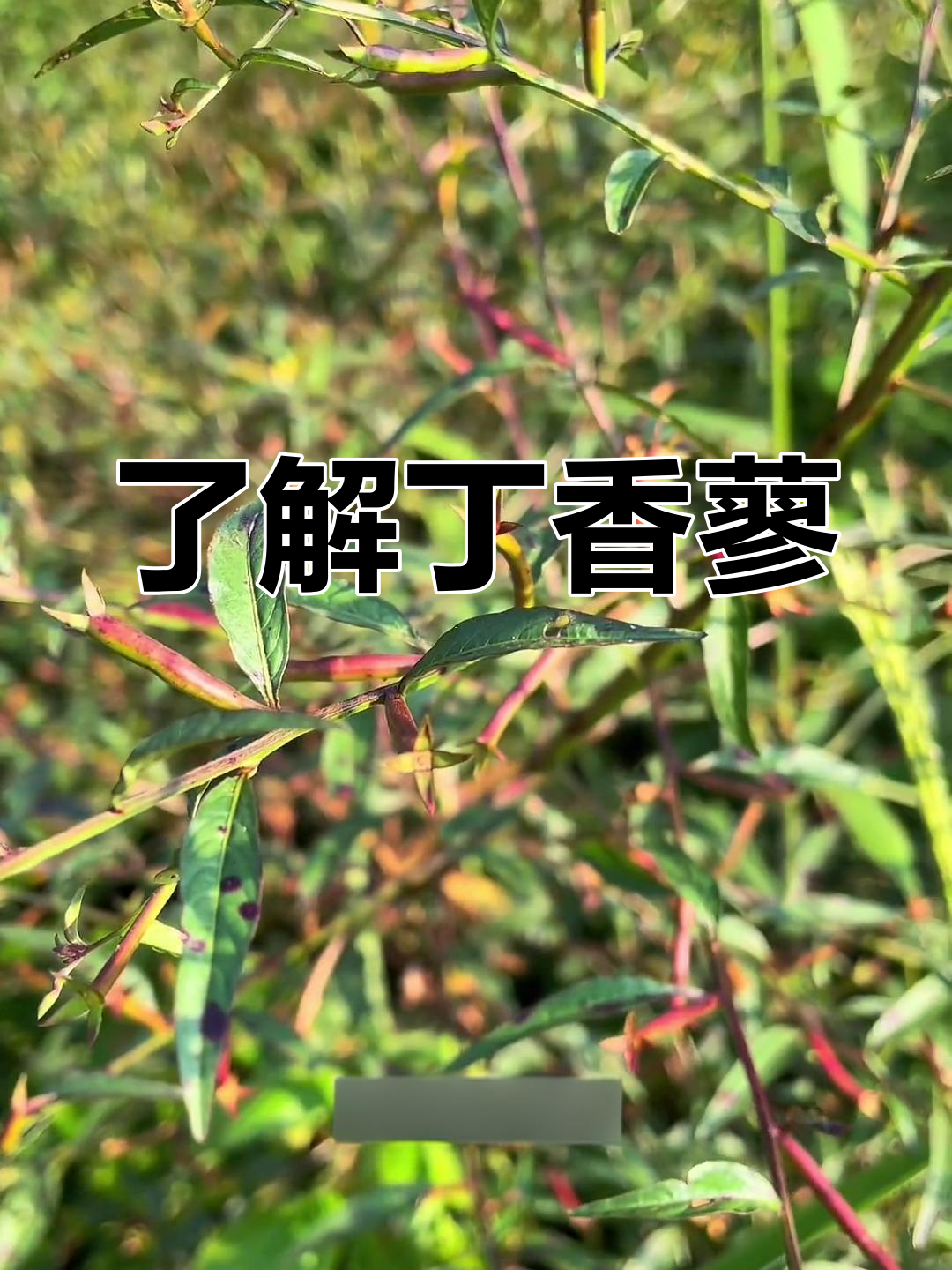 丁香蓼:农村常见却价值高的植物