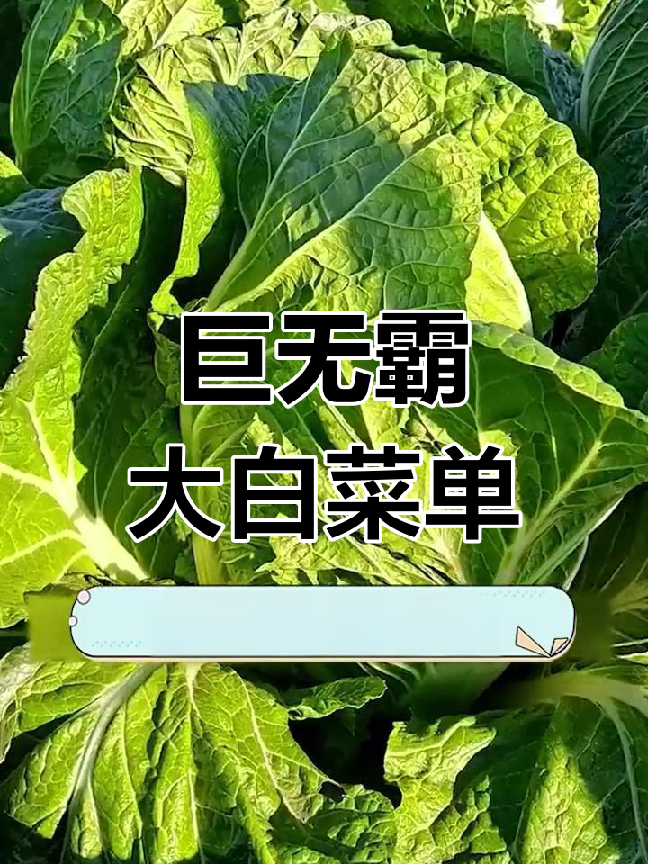 这颗大白菜超大,涮锅炒菜都超赞!