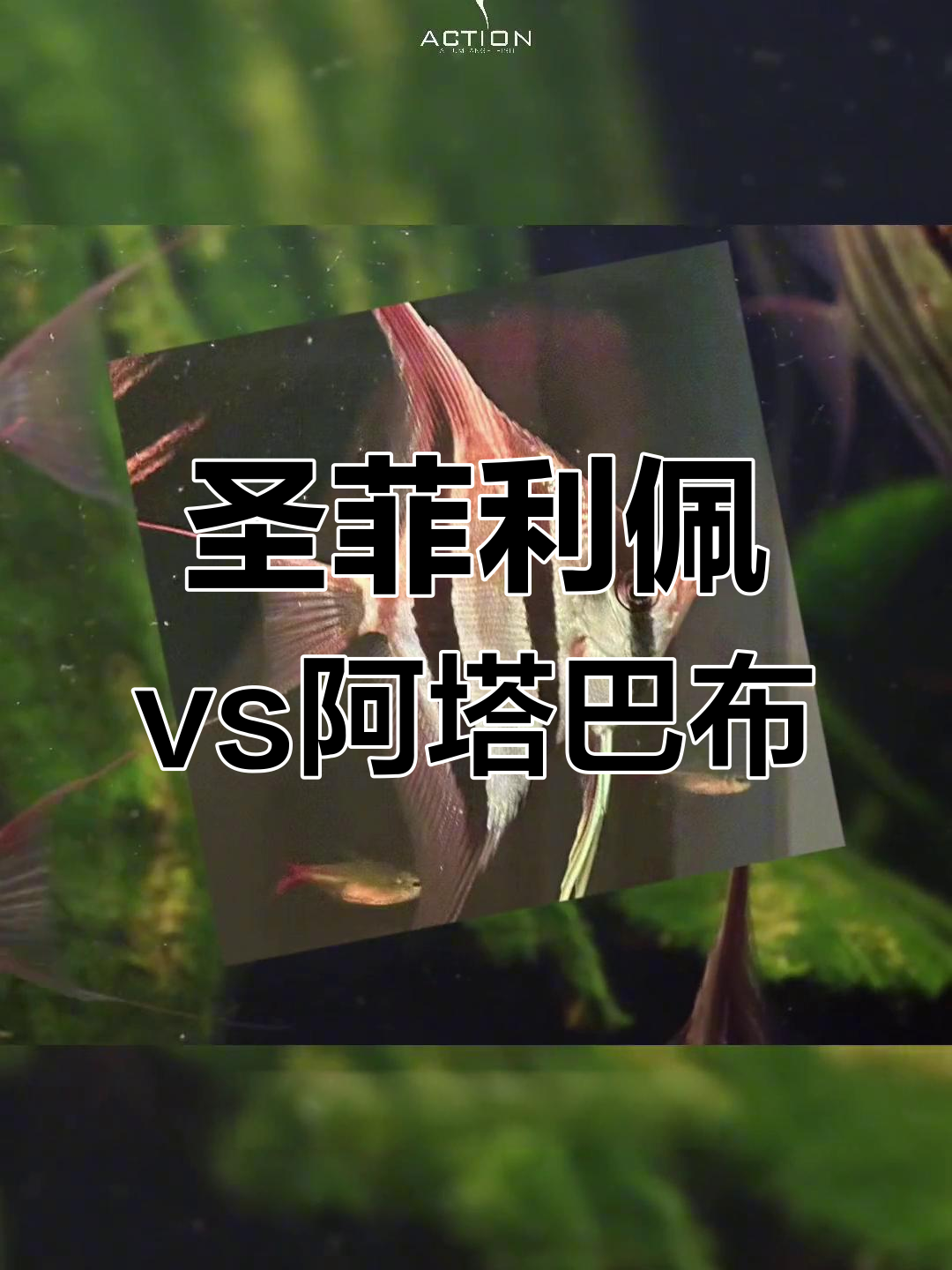 圣菲利佩与阿塔巴布埃及神仙鱼的区别