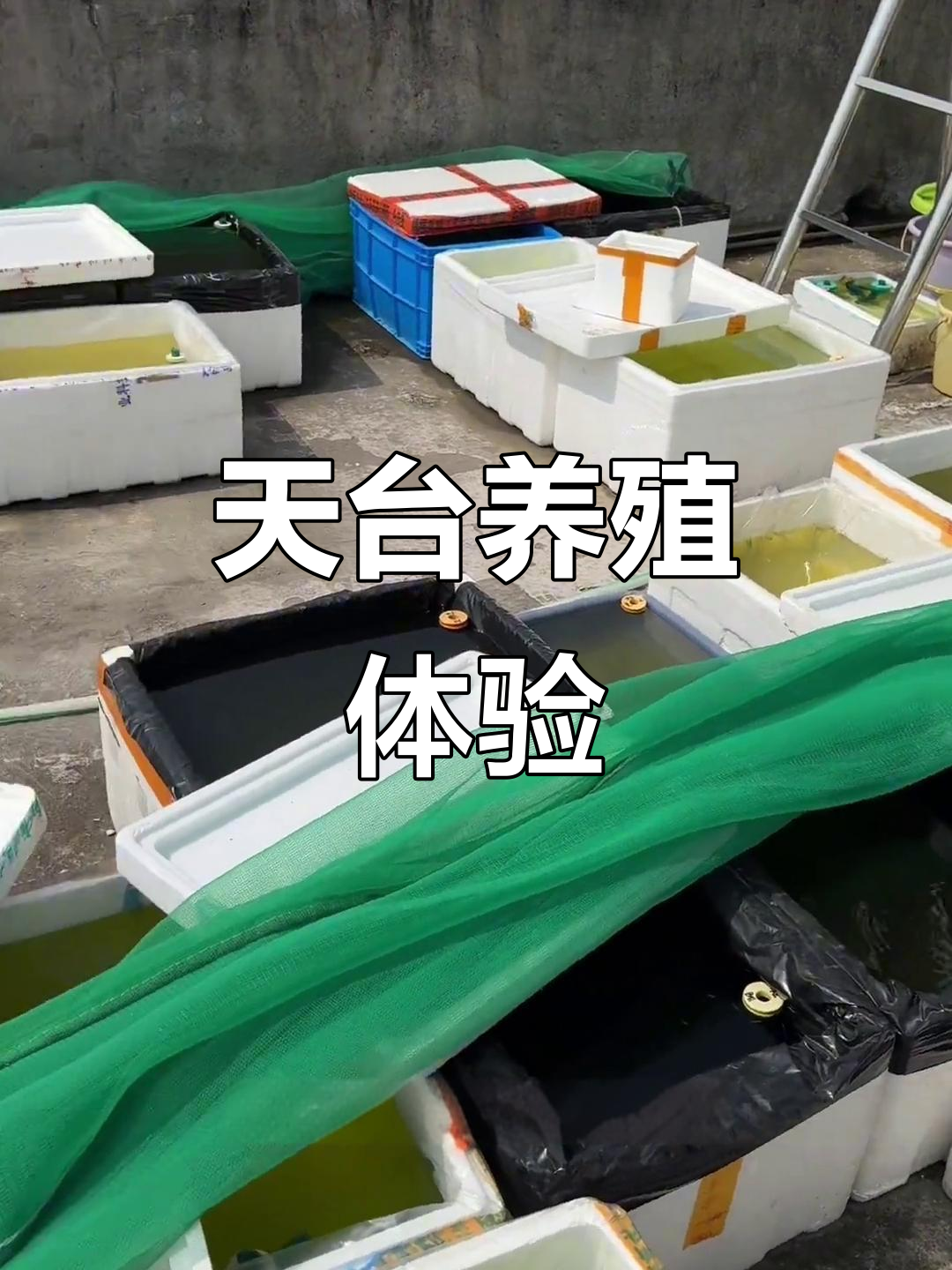 天台养鱼,亲身体验分享!