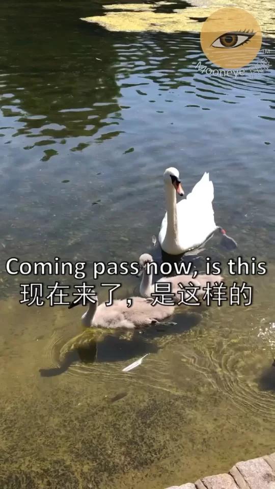 你会用什么英文来形容小天鹅?