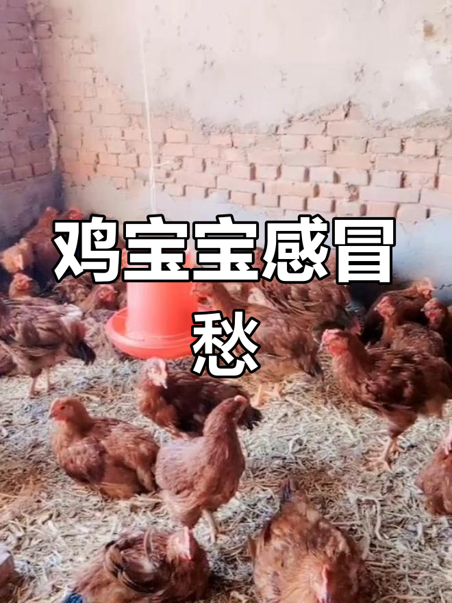 气温下降,鸡宝宝感冒了,食欲不振,药也不肯喝