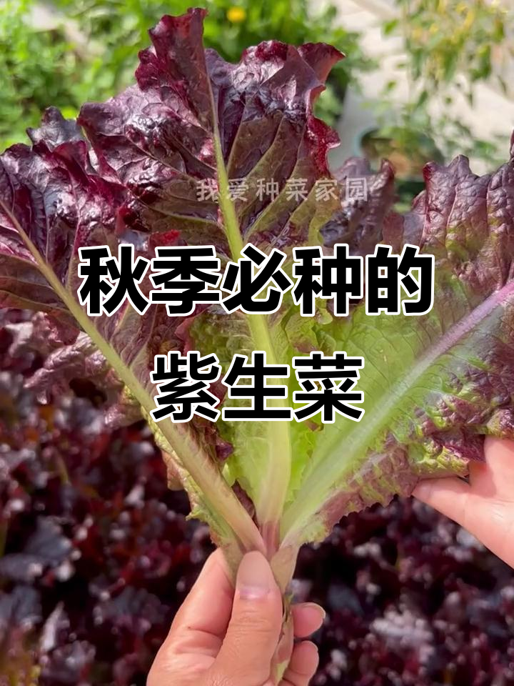 紫叶生菜,营养丰富又好种,秋天正是种植的最佳时机