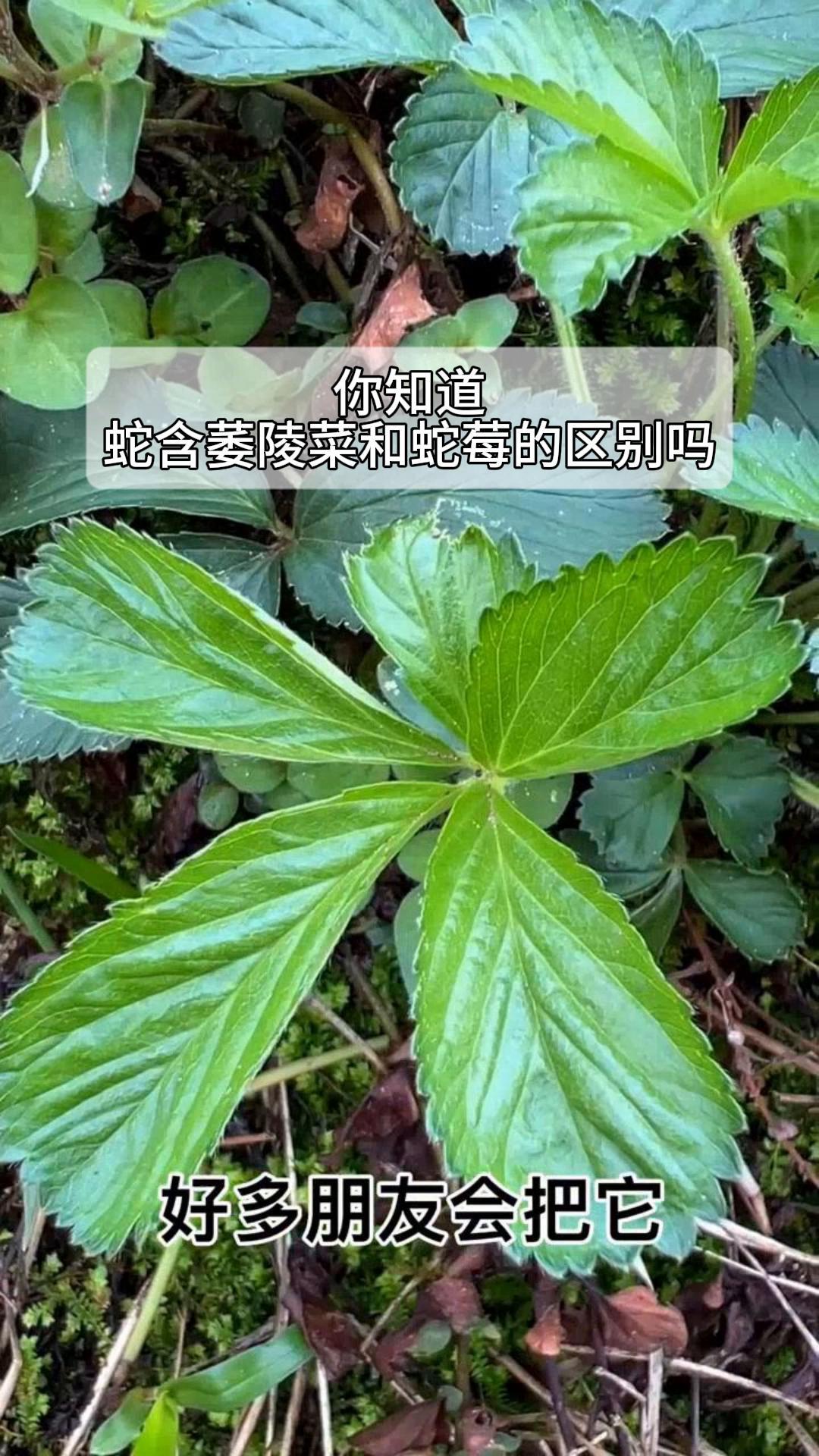 你知道蛇含萎陵菜和蛇莓的区别吗