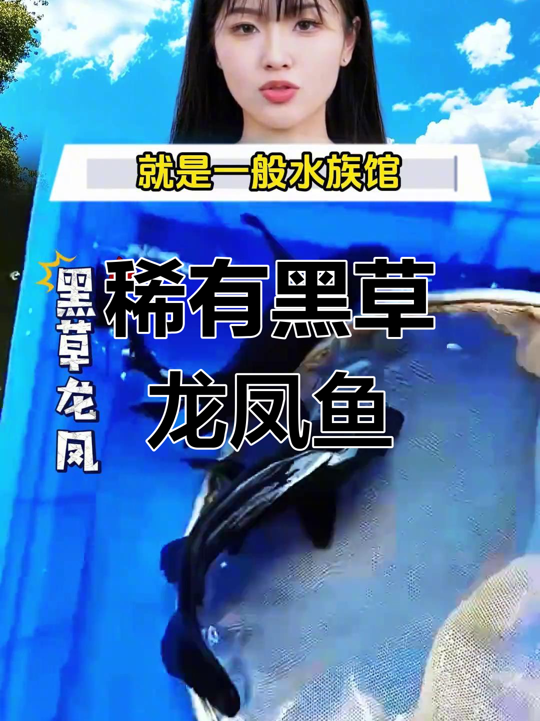 黑草龙凤鱼:神秘优雅的观赏珍品,养在家里超省心