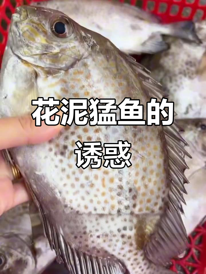 尝试花泥猛鱼,肉质鲜嫩不干涩,绝对让你回味无穷!