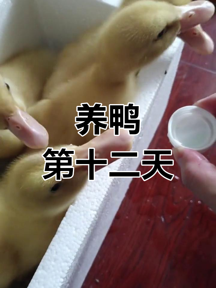 宠物鸭成长记:第12天,变化真大