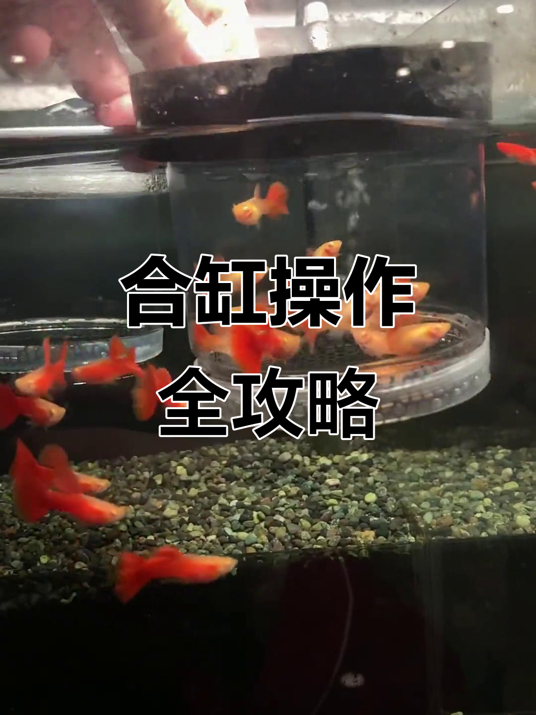 孔雀鱼合缸技巧与注意事项,如何避免交叉感染