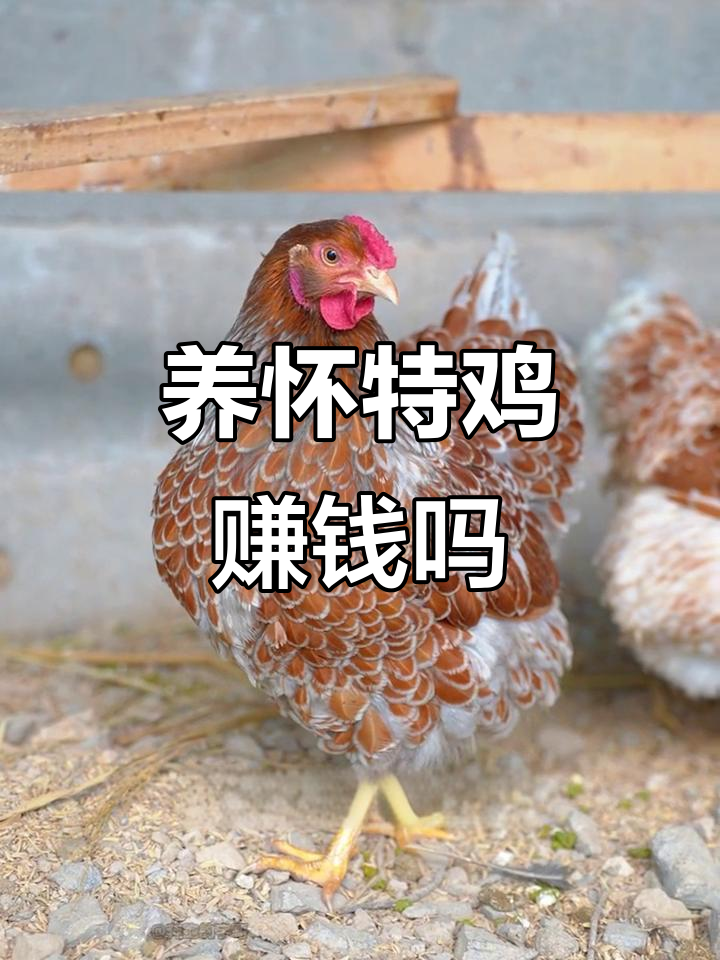 怀特鸡:高蛋高产,能致富吗?