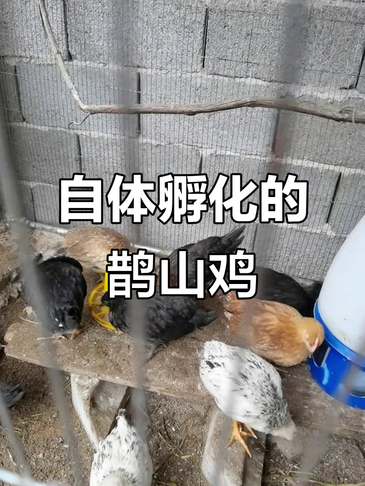 鹊山鸡与五黑鸡孵化全过程,花冠凤头一应俱全