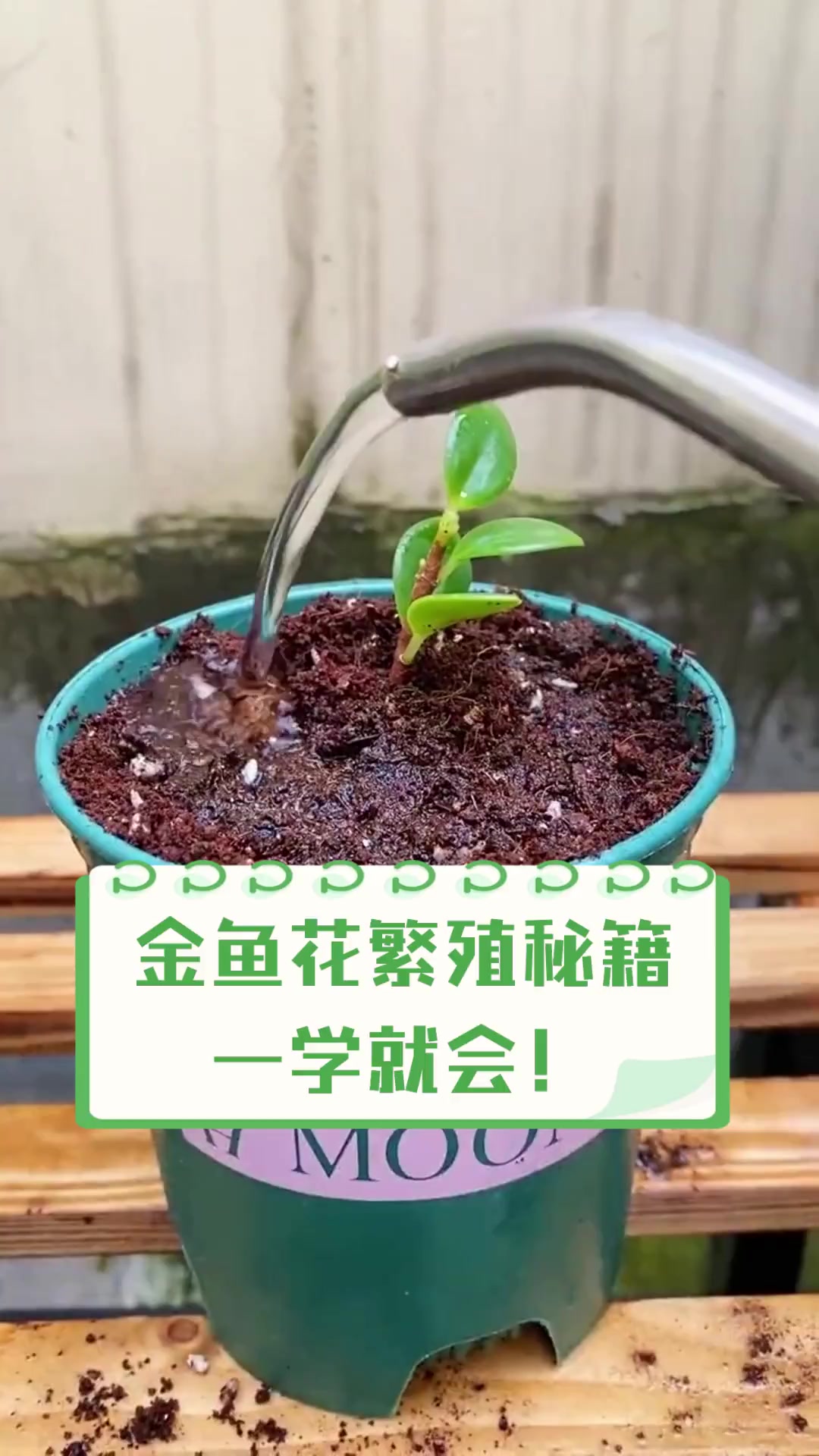 金鱼花繁殖秘籍,一学就会!