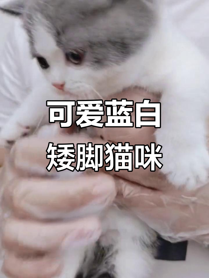 这只矮脚蓝白弟弟,包子脸超萌,活泼爱玩让人无法抗拒
