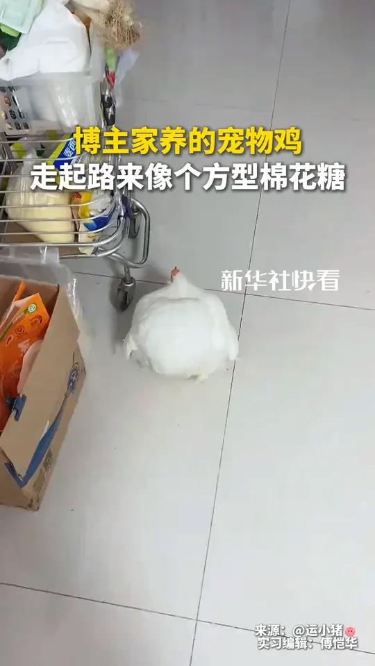 博主家养的宠物鸡,走起路来像个方型棉花糖