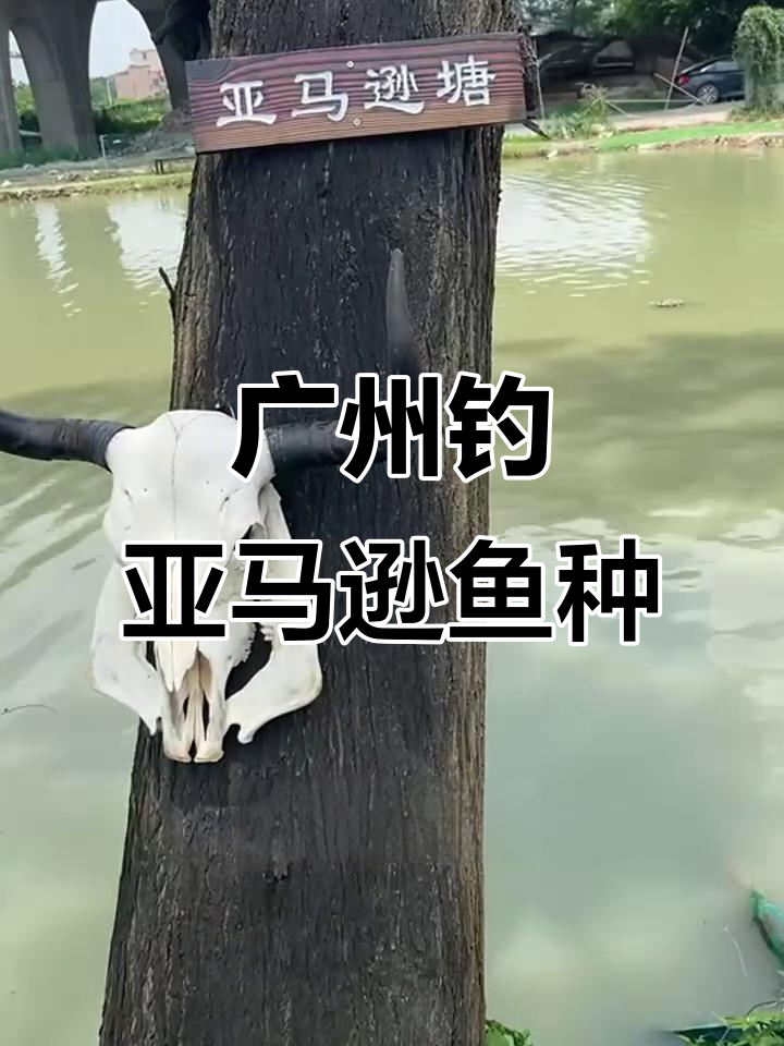 广州亚马逊鱼塘,巨骨蛇鱼和鳄雀鳝轻松钓