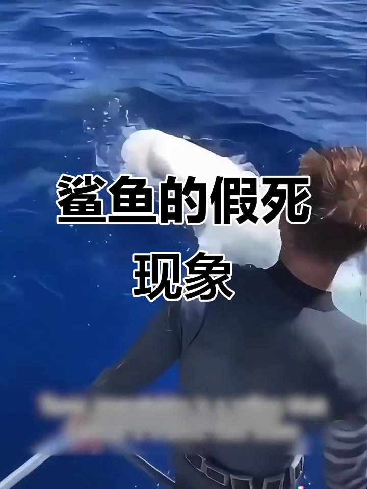 鲨鱼翻肚皮不一定是死,可能是假死的“紧张性静止”