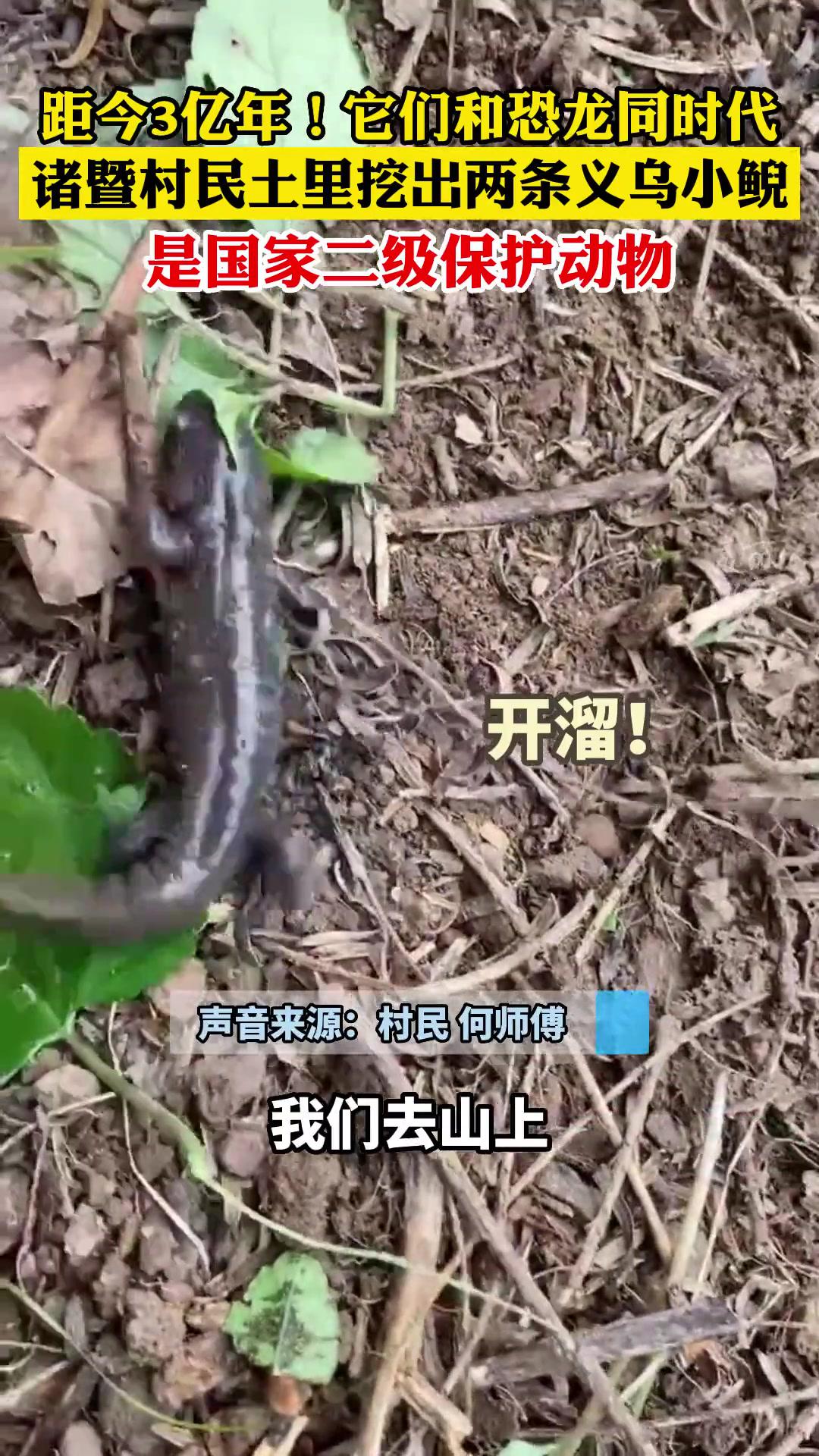 娃娃鱼?不,是义乌小鲵!村民土里挖出两条“四脚怪鱼”,它们和恐龙同时代!(供稿:诸暨融媒体
