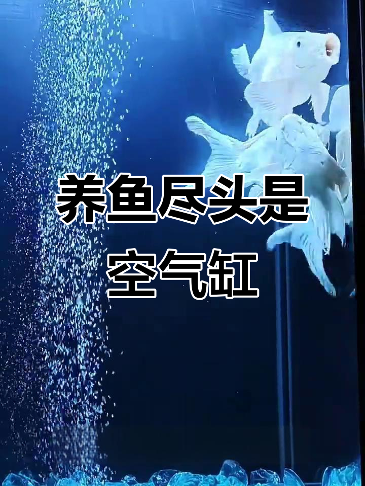 蝴蝶鲤入缸,空气缸里的水中仙子