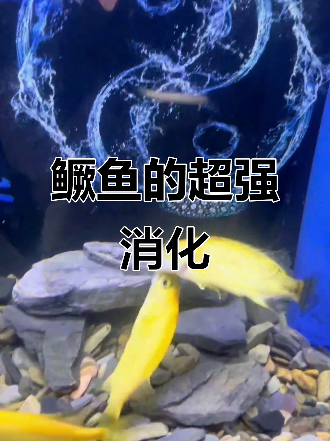 两天没喂,鳜鱼轻松消化沙鳅,真是胃口惊人!
