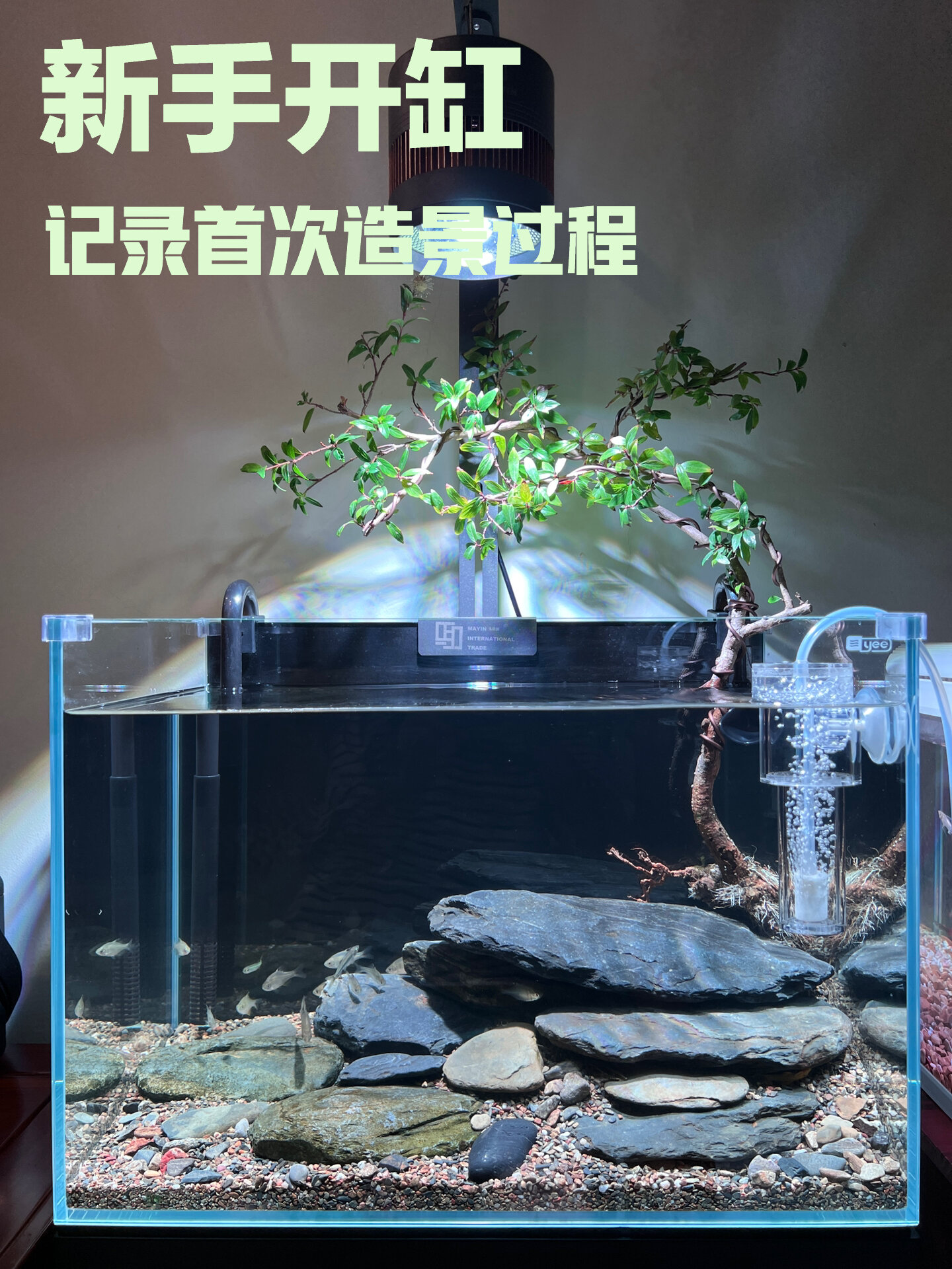 「养鱼日记」原生溪流缸新手开缸造景详细步骤