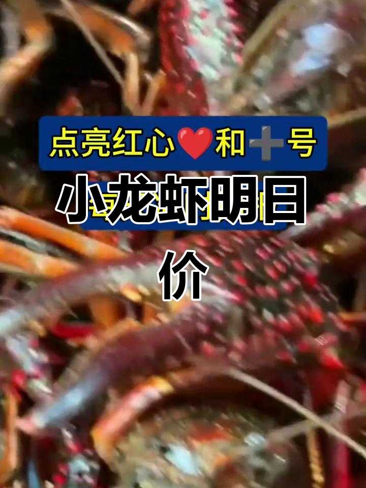 9月13日小龙虾价格大揭秘,最新行情一览