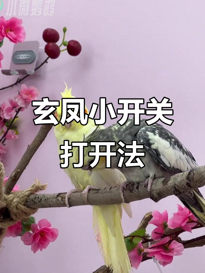 玄凤鹦鹉健康秘诀:每周两次墨鱼骨粉,体质更强、羽色更亮