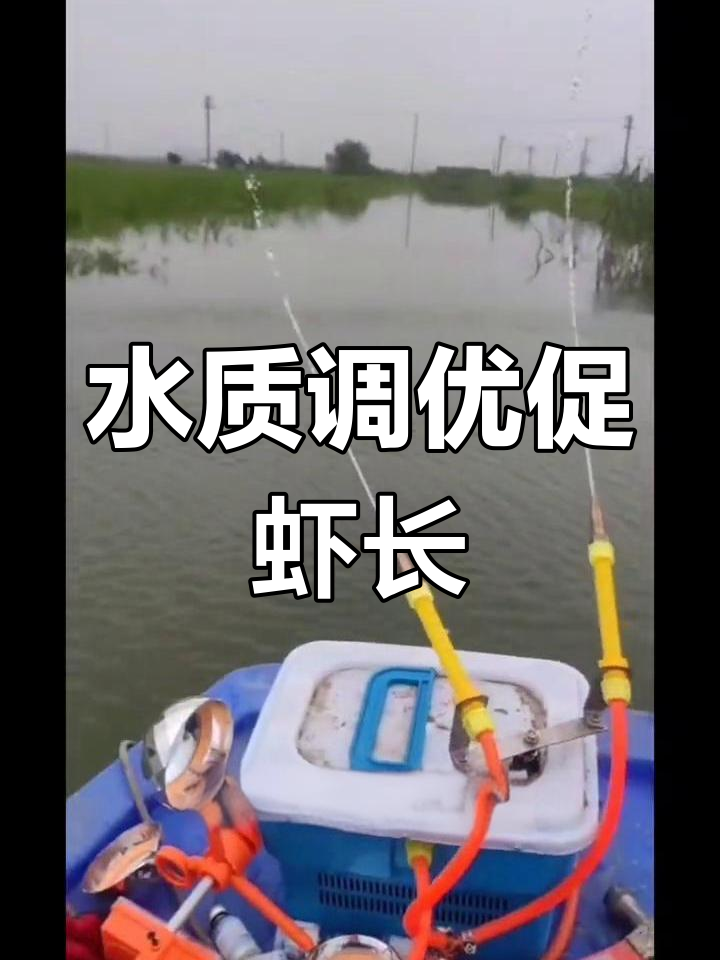 澳洲淡水龙虾养殖:水质调节与营养补充