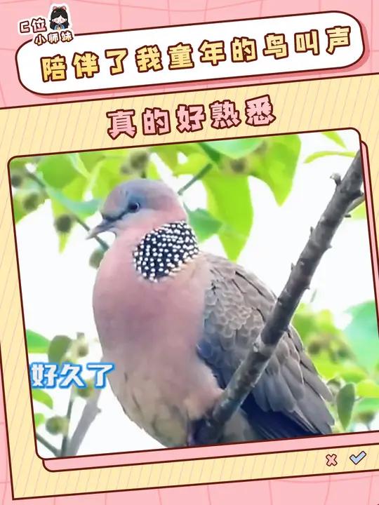 听到这些鸟叫声瞬间梦回小时候 鸟叫声 四声杜鹃 珠颈斑鸠 童年 娱乐评论大赏
