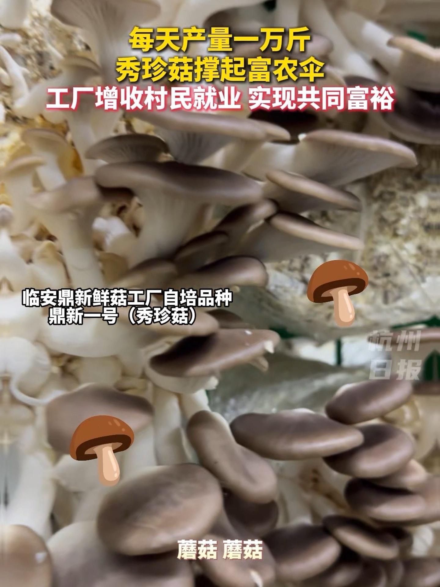 每天一万斤!小小秀珍菇撑起富农伞 杭州三农 来源:杭州市农业农村局(杭州市乡村振兴局)
