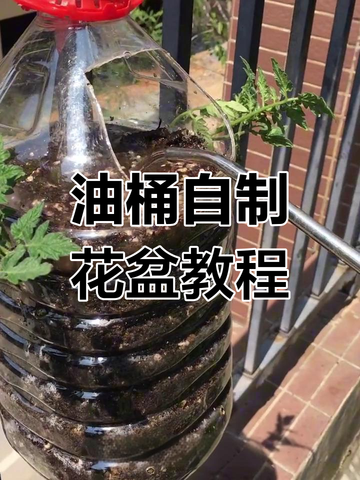 废油桶变种菜盆,DIY悬挂式番茄辣椒种植法
