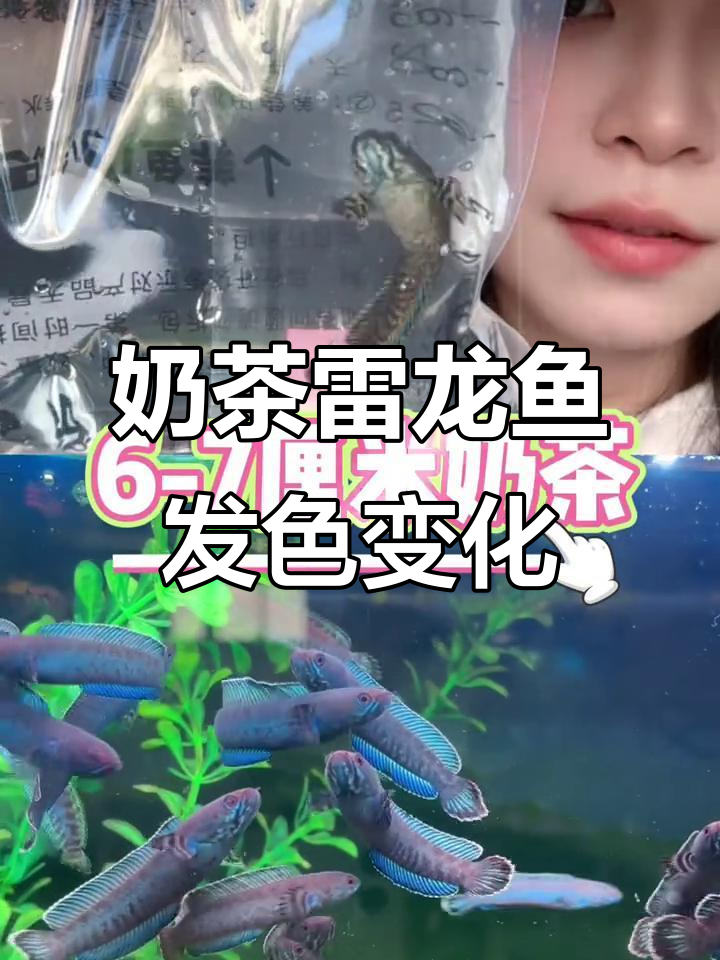 奶茶雷龙鱼尺寸与发色变化大揭秘,从小到大的美丽转变