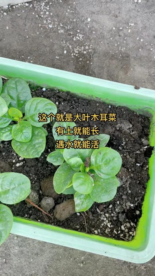 木耳菜中含有葡聚糖、粘多糖、β-胡萝卜素及有机酸、皂甙、铁等元素,有清热解毒、润肠通便、降