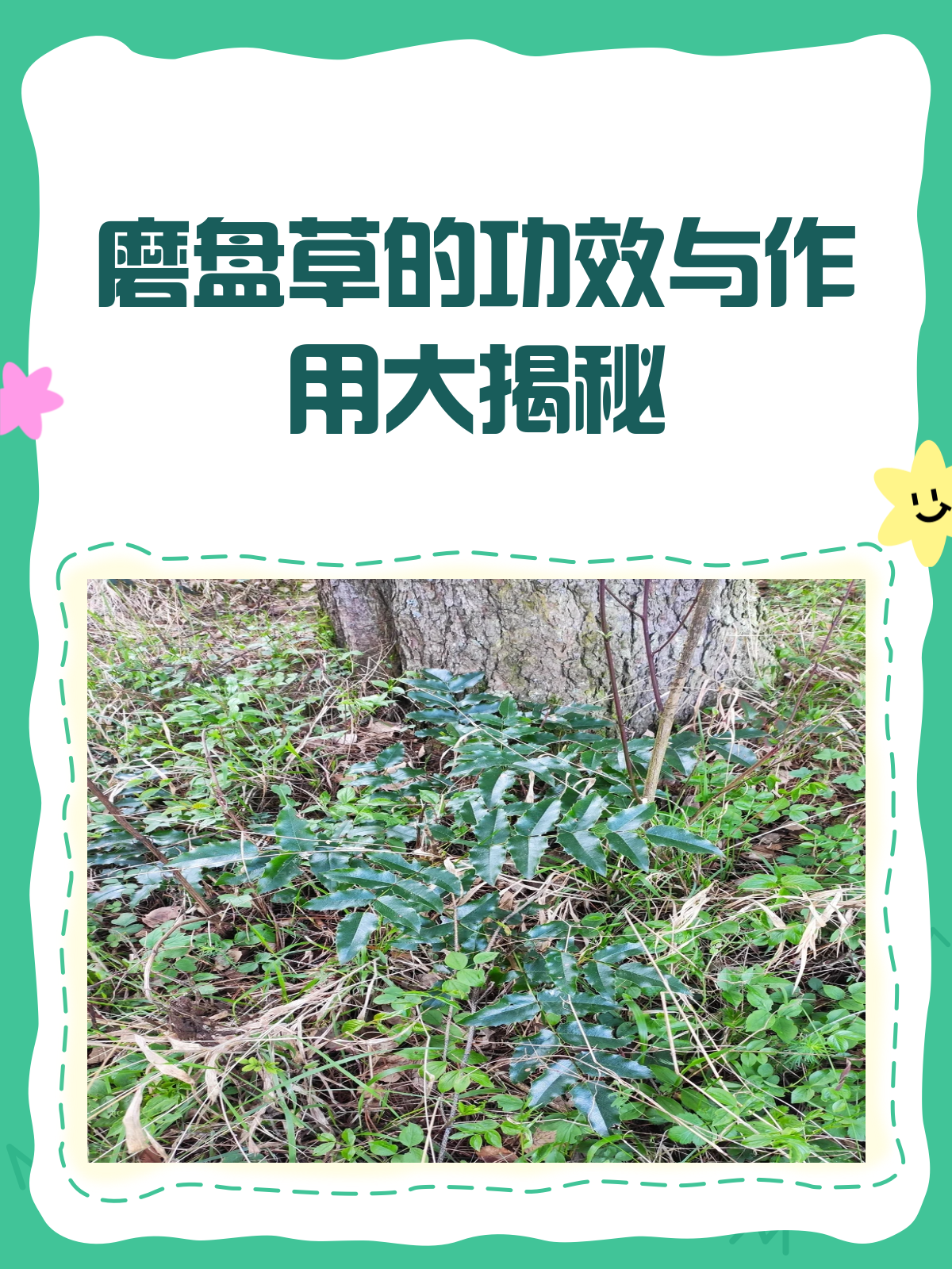 磨盘草:清热解毒化痰止咳的良药!