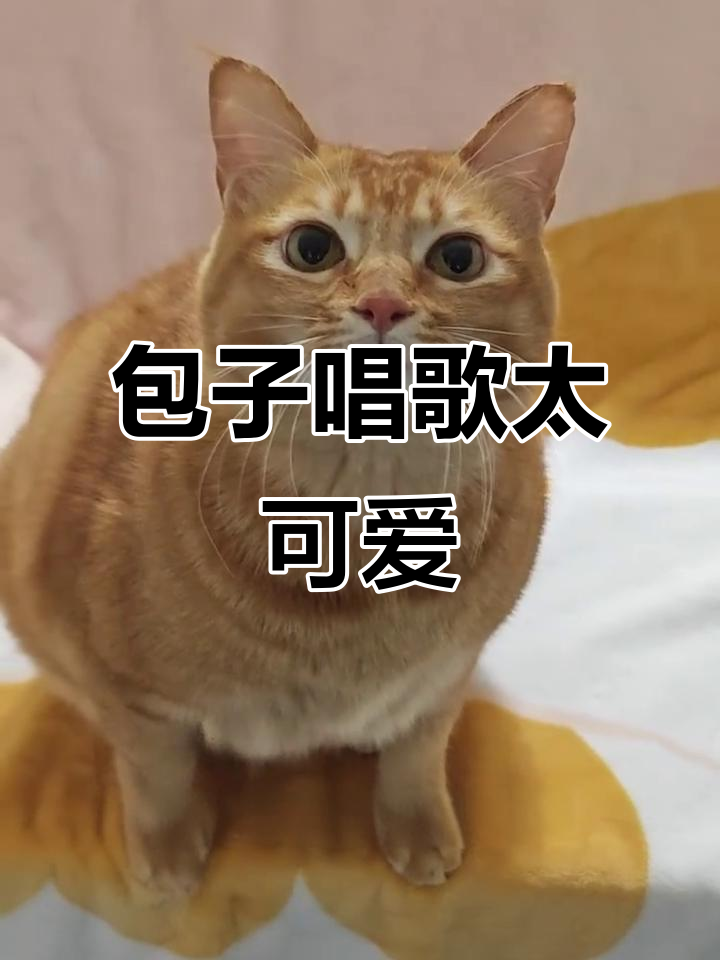 包子萌唱，黑夜变白天，猫咪成精了！