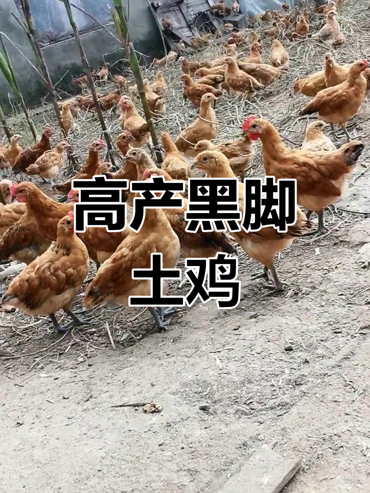 黑脚三色土鸡,公母各具优势