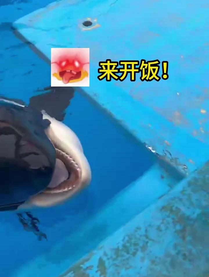 今天来炫鱼鱼哦,开饭了