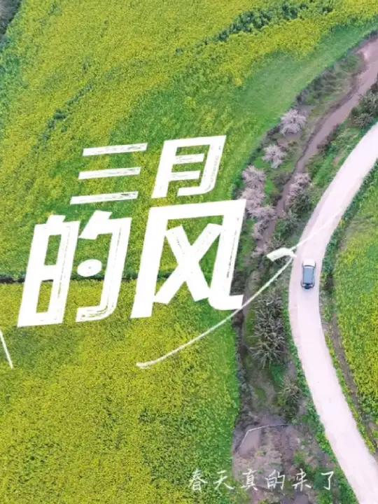 又到了油菜花的赏花季