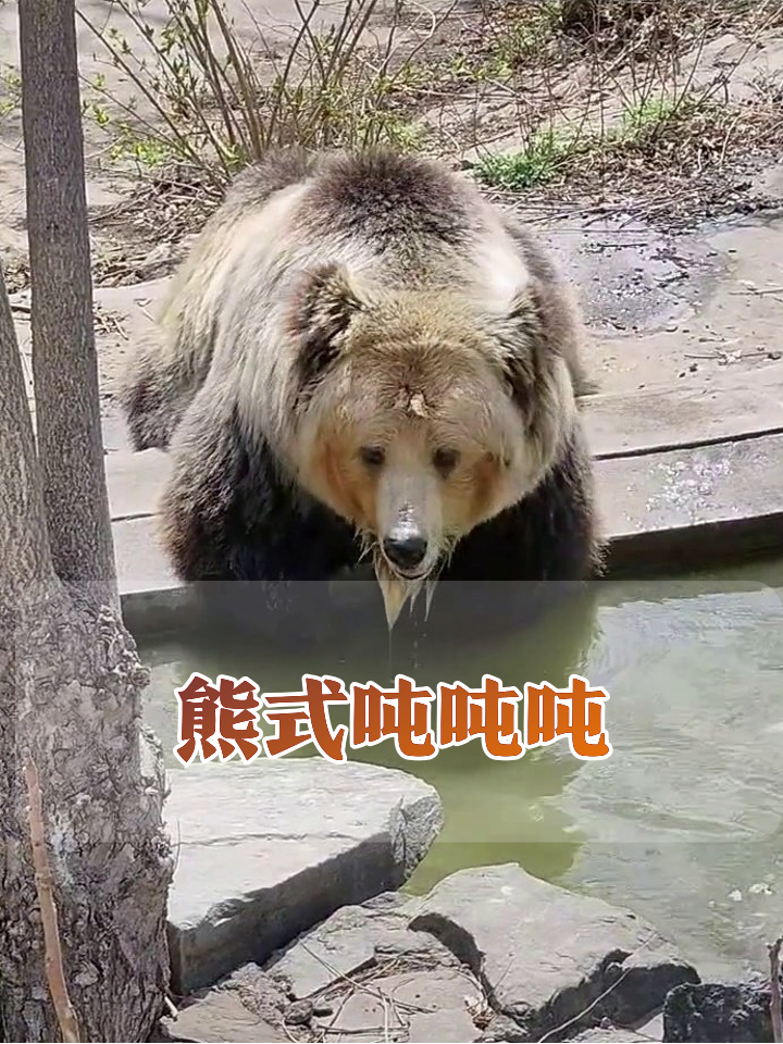 熊届显眼包!喝水喝成表情包,爪子擦嘴笑喷了